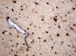 ALDH1L1 Antibody in Immunohistochemistry (Paraffin) (IHC (P))