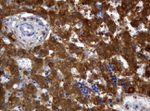 ALDH1L1 Antibody in Immunohistochemistry (Paraffin) (IHC (P))