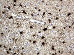 ALDH1L1 Antibody in Immunohistochemistry (Paraffin) (IHC (P))