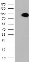 ALDH1L1 Antibody in Western Blot (WB)