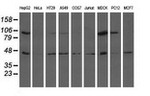 ALDH1L1 Antibody in Western Blot (WB)