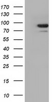 ALDH1L1 Antibody in Western Blot (WB)