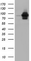 ALDH1L1 Antibody in Western Blot (WB)