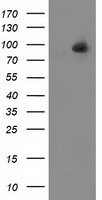 ALDH1L1 Antibody in Western Blot (WB)