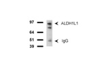 ALDH1L1 Antibody in Western Blot (WB)