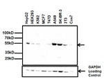 ALDH2 Antibody in Western Blot (WB)