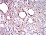 ALDH2 Antibody in Immunohistochemistry (Paraffin) (IHC (P))