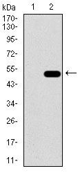 ALDH2 Antibody in Western Blot (WB)