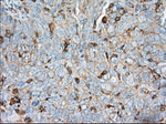 ALDH3A1 Antibody in Immunohistochemistry (Paraffin) (IHC (P))