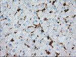 ALDH3A1 Antibody in Immunohistochemistry (Paraffin) (IHC (P))