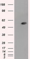 ALDH3A1 Antibody in Western Blot (WB)