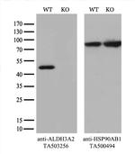 ALDH3A2 Antibody