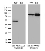 ALDH3A2 Antibody in Western Blot (WB)