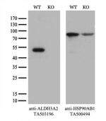 ALDH3A2 Antibody in Western Blot (WB)