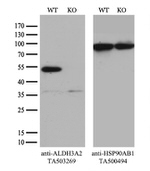 ALDH3A2 Antibody in Western Blot (WB)