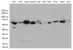 ALDH4A1 Antibody in Western Blot (WB)