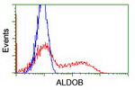 ALDOB Antibody in Flow Cytometry (Flow)