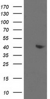 ALDOB Antibody in Western Blot (WB)