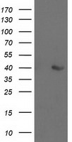 ALDOB Antibody in Western Blot (WB)