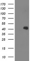 ALDOB Antibody in Western Blot (WB)