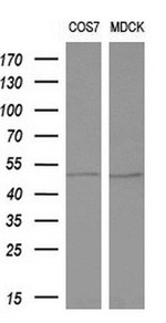 ALG2 Antibody in Western Blot (WB)