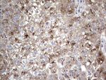 ALKBH1 Antibody in Immunohistochemistry (Paraffin) (IHC (P))