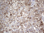 ALKBH1 Antibody in Immunohistochemistry (Paraffin) (IHC (P))