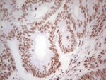 ALKBH1 Antibody in Immunohistochemistry (Paraffin) (IHC (P))