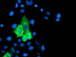 ALOX15 Antibody in Immunocytochemistry (ICC/IF)