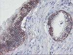 ALOX15 Antibody in Immunohistochemistry (Paraffin) (IHC (P))