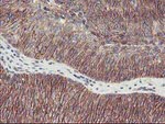 ALOX15 Antibody in Immunohistochemistry (Paraffin) (IHC (P))