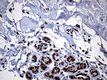 ALOX5 Antibody in Immunohistochemistry (Paraffin) (IHC (P))