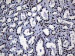 ALOX5 Antibody in Immunohistochemistry (Paraffin) (IHC (P))