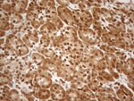 ALOX5 Antibody in Immunohistochemistry (Paraffin) (IHC (P))