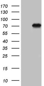 ALPI Antibody in Western Blot (WB)