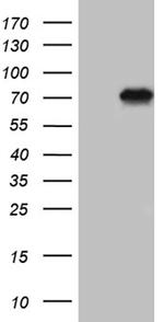 ALPI Antibody in Western Blot (WB)