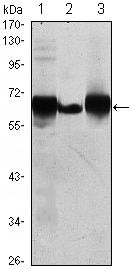 Placental Alkaline Phosphatase Antibody in Western Blot (WB)