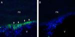 GP130 (extracellular) Antibody in Immunohistochemistry (Frozen) (IHC (F))