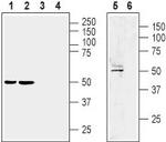 LPAR1 (EDG2) (extracellular) Antibody in Western Blot (WB)