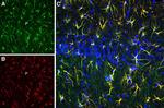 CLEC7A/Dectin-1 (extracellular) Antibody in Immunohistochemistry (Frozen) (IHC (F))