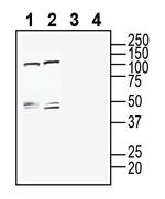 CLEC7A/Dectin-1 (extracellular) Antibody in Western Blot (WB)