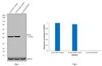 beta Actin Antibody