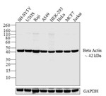 beta Actin Antibody in Western Blot (WB)