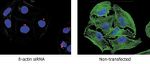 beta Actin Antibody