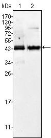 AMACR Antibody in Western Blot (WB)