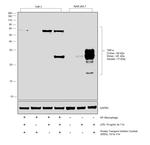 TNF alpha Antibody in Western Blot (WB)