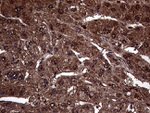 AMDHD1 Antibody in Immunohistochemistry (Paraffin) (IHC (P))