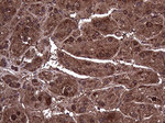 AMDHD1 Antibody in Immunohistochemistry (Paraffin) (IHC (P))