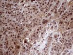 AMDHD1 Antibody in Immunohistochemistry (Paraffin) (IHC (P))