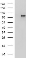 AMOT Antibody in Western Blot (WB)